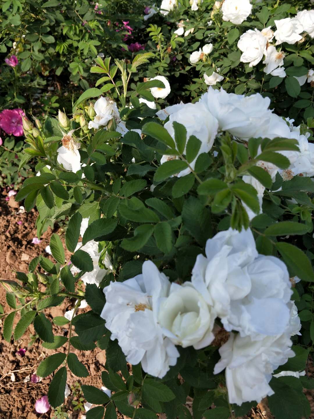 白色玫瑰苗 山东白色玫瑰苗批发商 大量种植供应玫瑰花幼苗 玫瑰花小苗  白色重瓣玫瑰苗图片