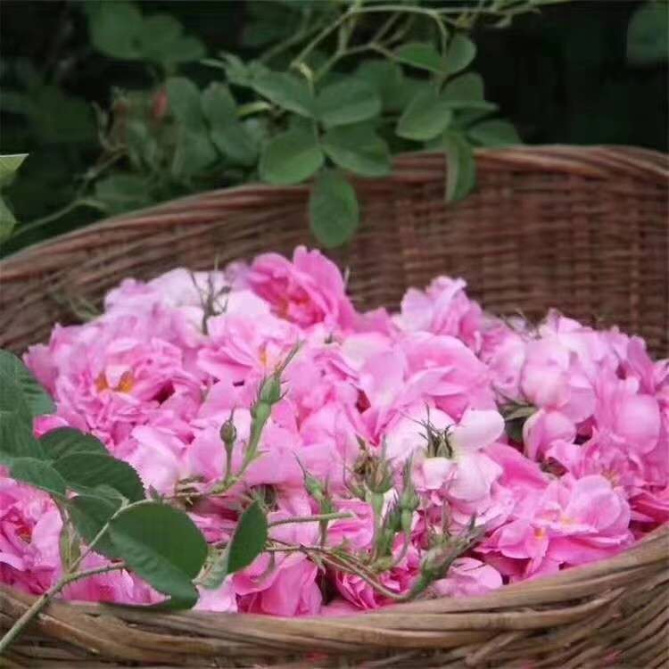 大马士革玫瑰玫瑰苗批发 专业种植食用玫瑰种苗 玫瑰花种苗 大马士革玫瑰花苗基地直供图片
