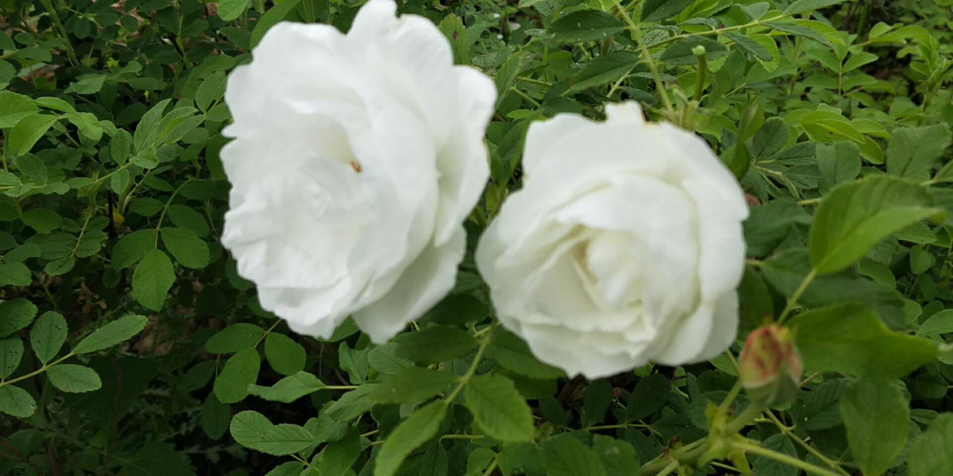白色重瓣玫瑰苗 山东白色玫瑰种苗批发商 大量供应白色玫瑰苗