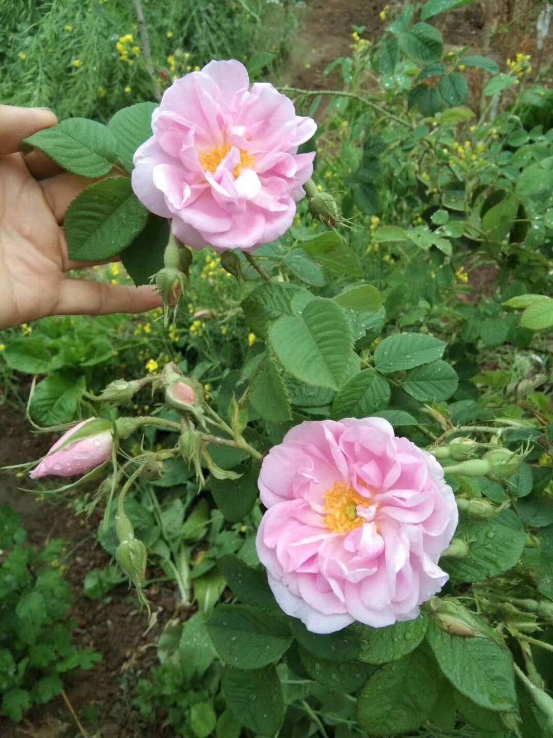 大马士革玫瑰苗 专业种植食用玫瑰种苗 玫瑰花种苗 大马士革玫瑰花苗基地直供图片