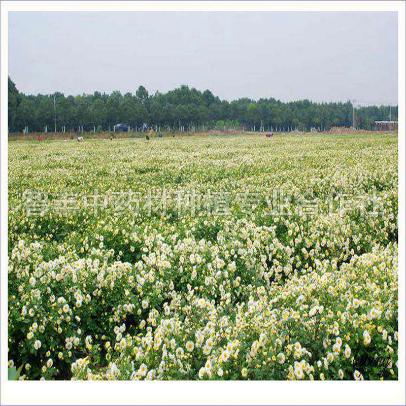 茂名金丝皇菊种子销售、改良一年、种植时间【智丰中药材种植专业合作社】
