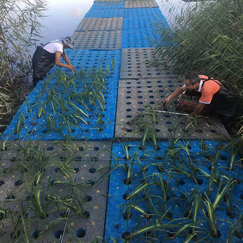 淄博生态湿地修复水生植物浮床图片