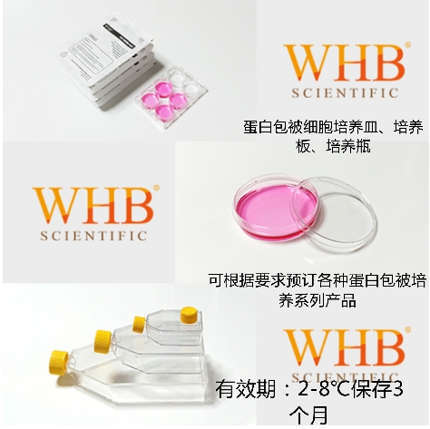 WHB-CCF25-LC  多聚赖氨酸包被25cm²培养瓶，50ml，密封盖