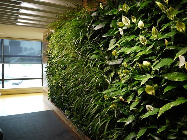 深圳市室内植物墙供应商厂家室内植物墙供应商 室内植物墙哪家好  广东室内植物墙