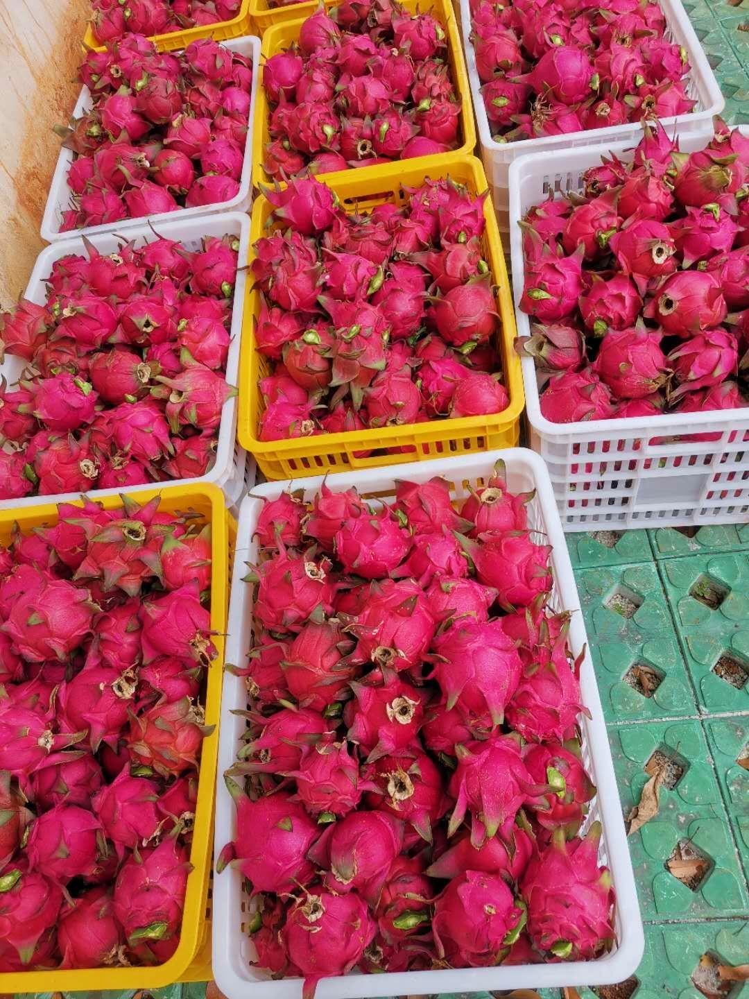 广东自家种植红心火龙果 批发出售 皮薄厚 没加任何保鲜剂