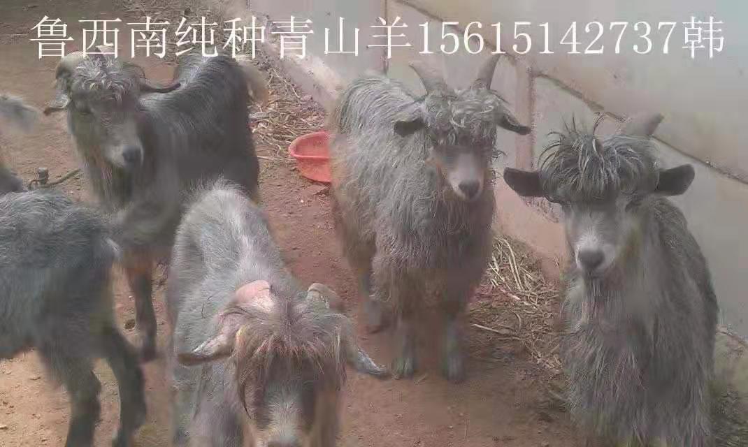 菏泽市青山羊多少钱 山东济宁青山羊厂家