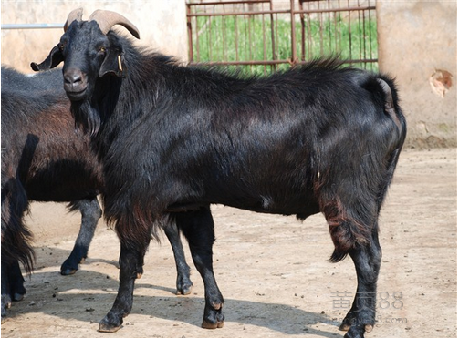 黑山羊，努比亚黑山羊 黑山羊，努比亚黑山羊，黑山羊羊羔