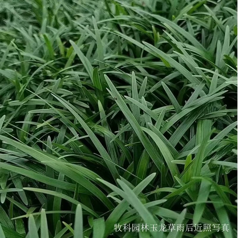 玉龙草和麦冬草有什么区别 玉龙草 玉龙草价格图片