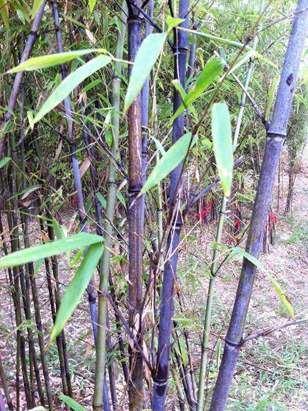 淄博市紫竹厂家淄博奥景园艺公司常年供应紫竹
