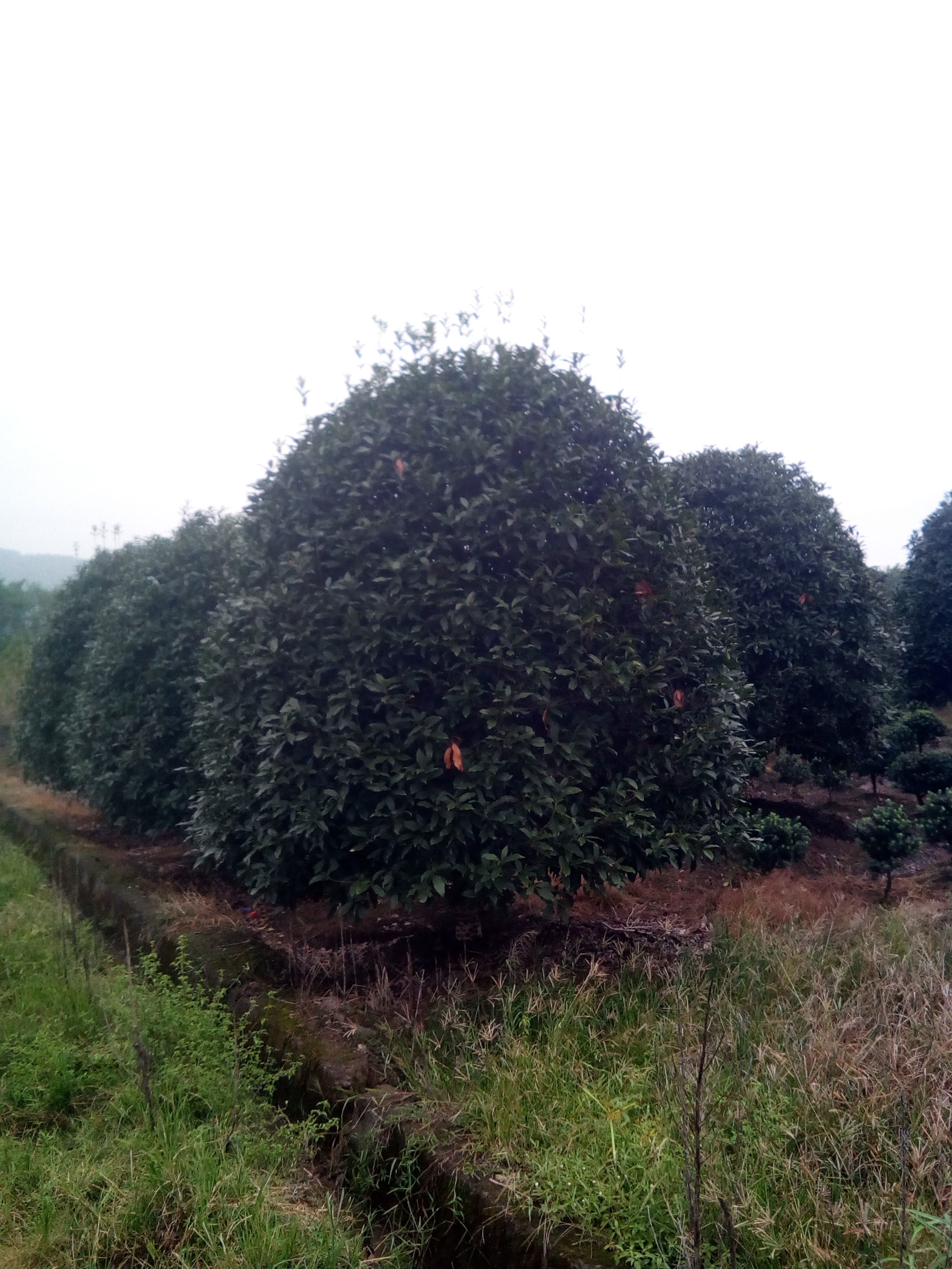 浙江桂花绿化苗木 千喜苗木风景树系列千喜苗木直供 浙江金桂