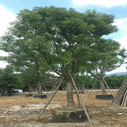 福建苗圃基地供应优质香樟绿化树行道树及庭荫树