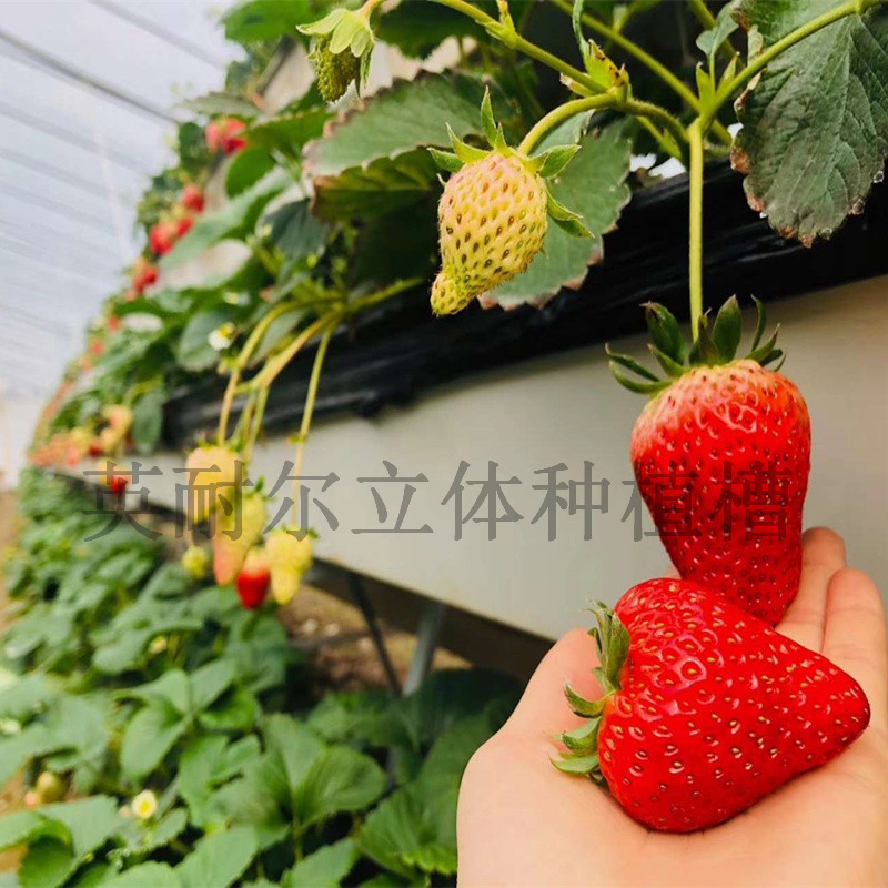立体式草莓架 草莓种植槽 蔬菜水培槽 英耐尔品牌图片