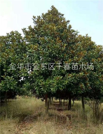 浙江广玉兰供应 直径8-40cm行道树千喜苗木种植