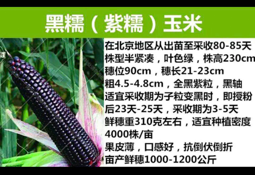 黑糯紫糯泰系玉米种子，种子繁育基地供应商厂家供货，品质保证