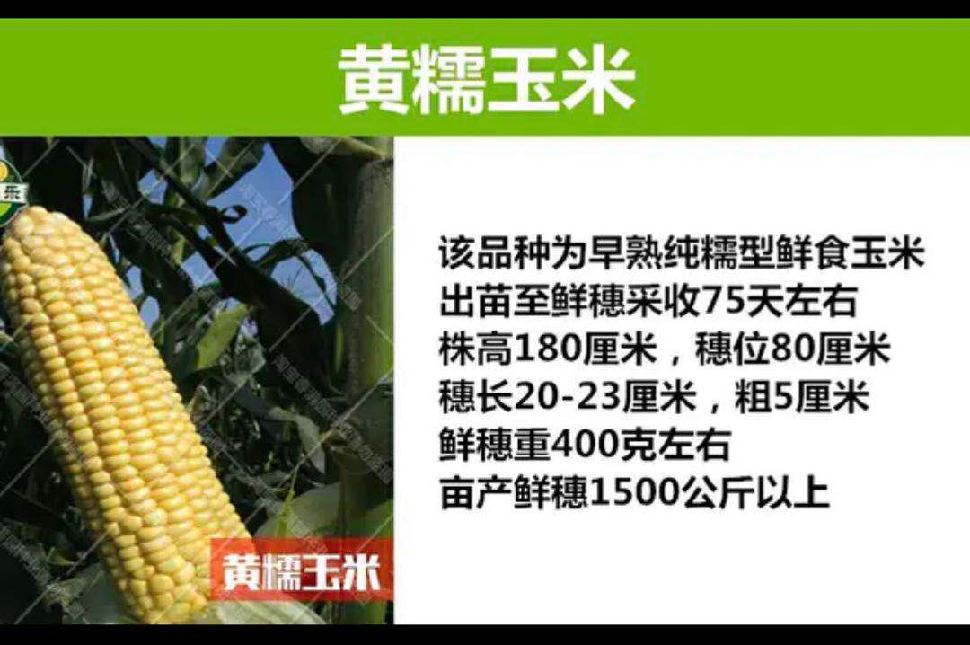黄糯玉米种子产地批发批发