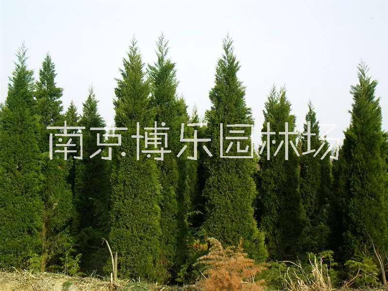 【行情】江苏龙柏销售  龙柏批发价格-南京博乐园林场