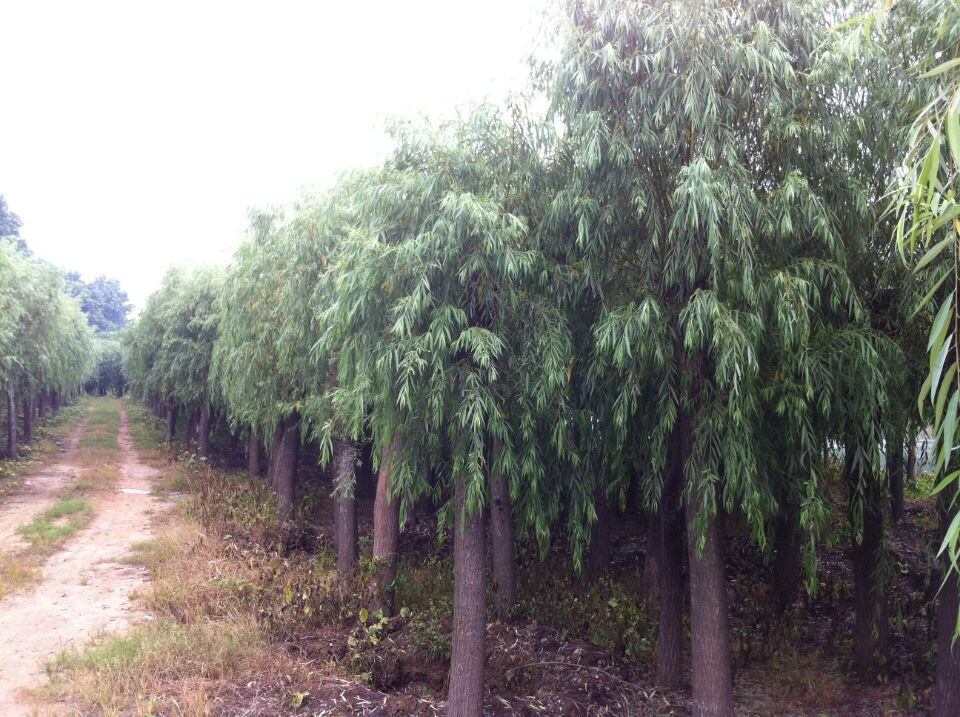 垂柳种植基地 垂柳价格 垂柳树 垂柳米径5-20公分 直销垂柳树苗
