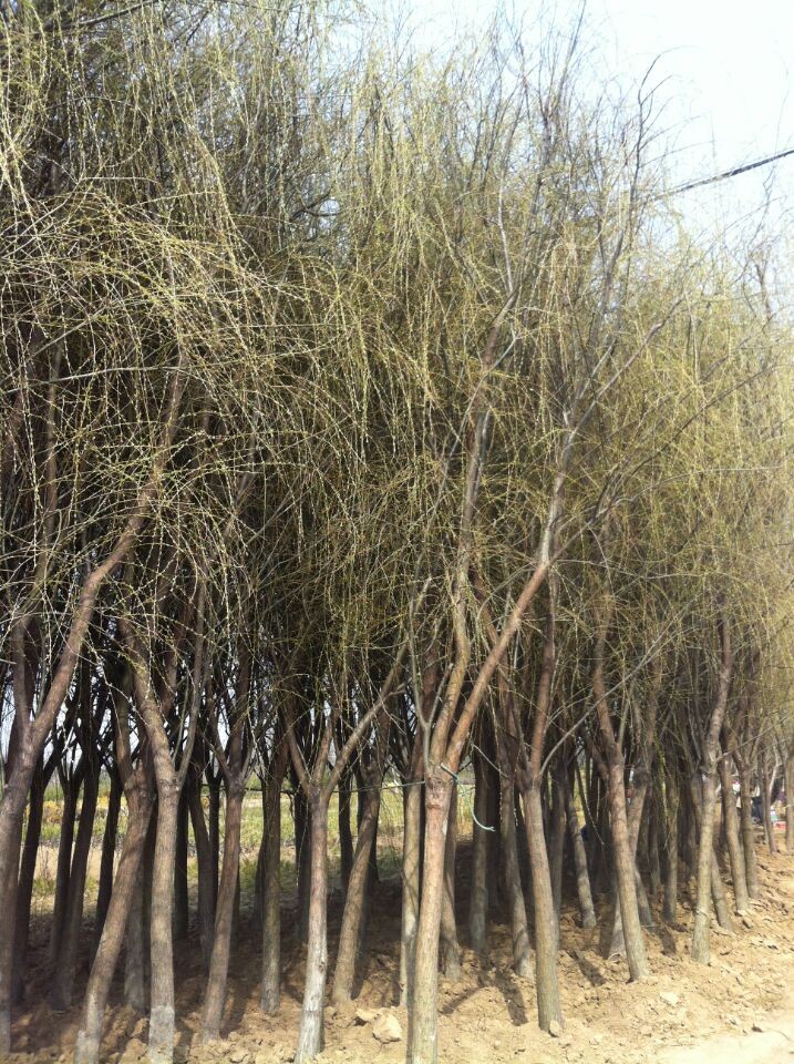 垂柳种植基地垂柳种植基地 垂柳价格 垂柳树 垂柳米径5-20公分 直销垂柳树苗
