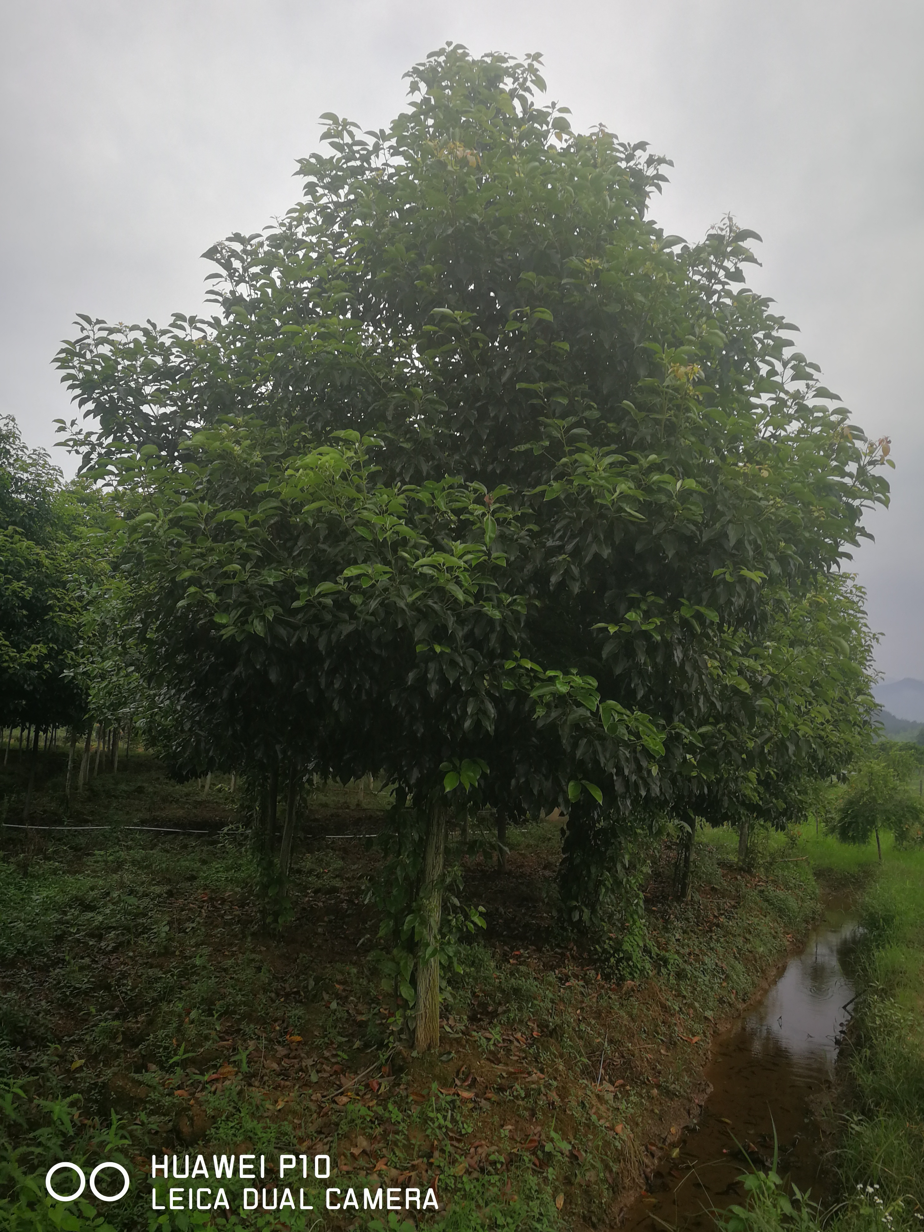 湖南香樟种植基地、价格、报价【湖南雨薇工程有限公司】