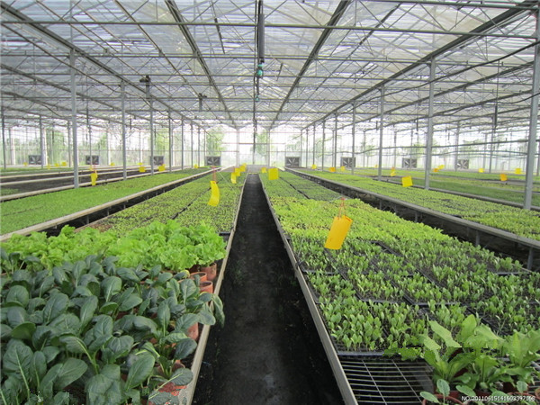 弘康 智能温室 包施工果蔬花卉养殖专用可做生态餐厅图片