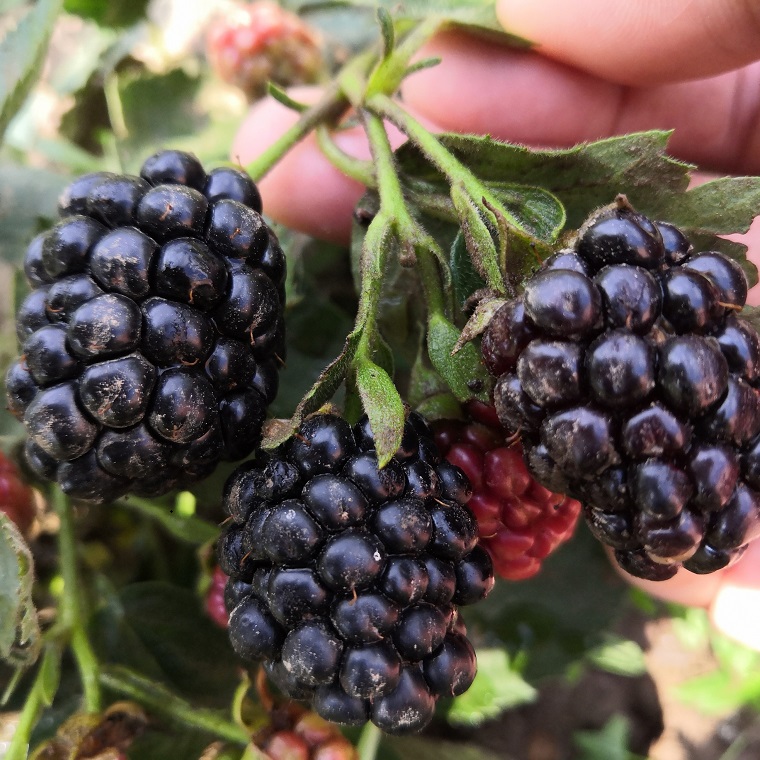 黑莓苗种植 黑莓苗批发批发