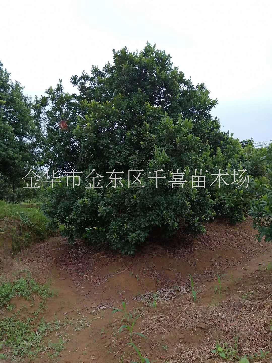 江苏杨梅江苏杨梅庭院绿化树P300cm价格咨询 金华杨梅果树货源