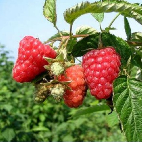供应山东红树莓苗价格