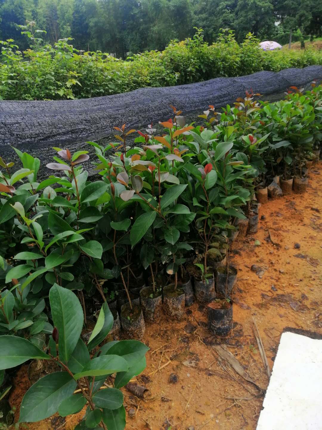 桂林茶油树基地---报价--供应---批发