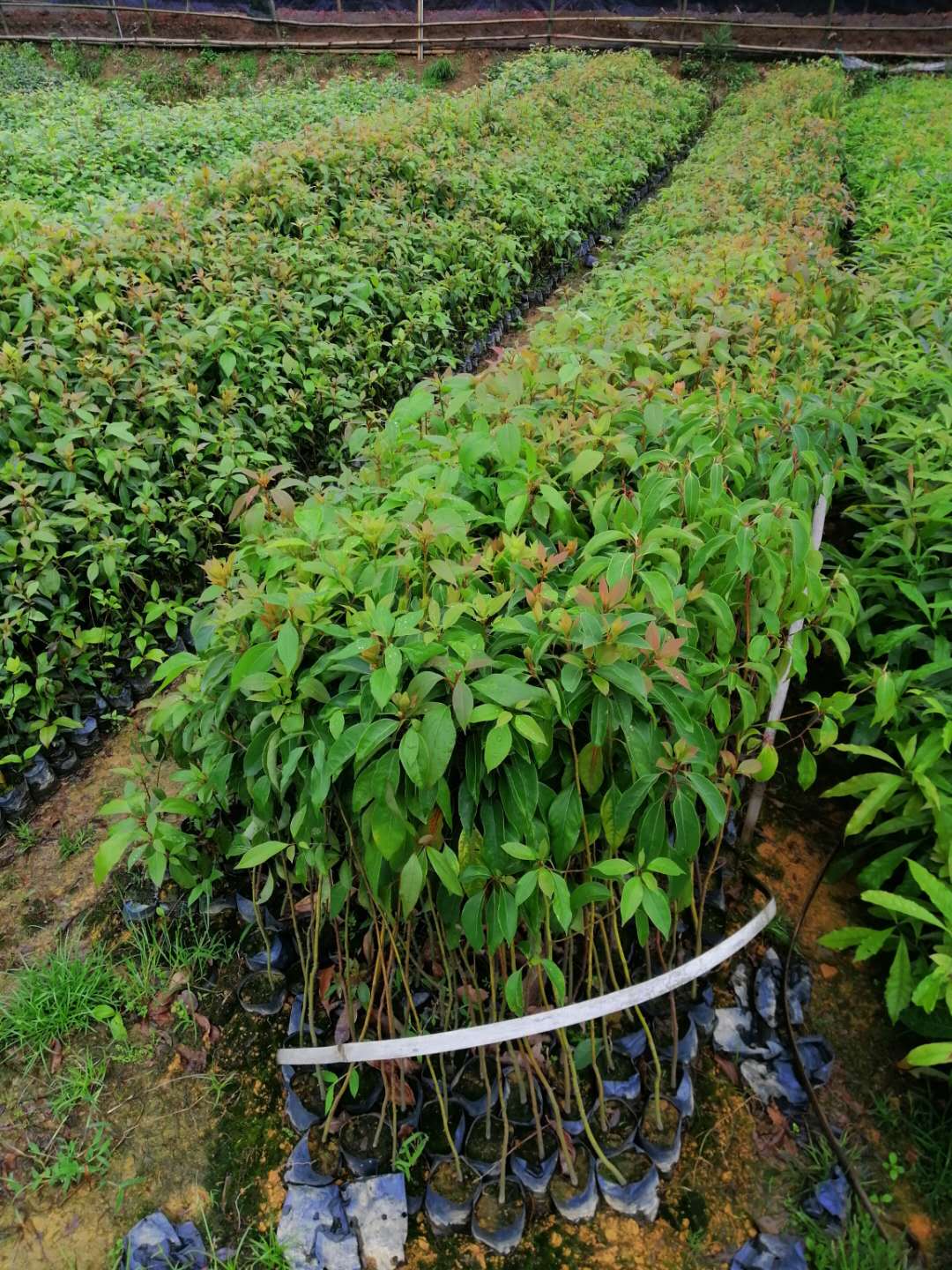 广西香樟苗种植培植基地---价格---批发---供应