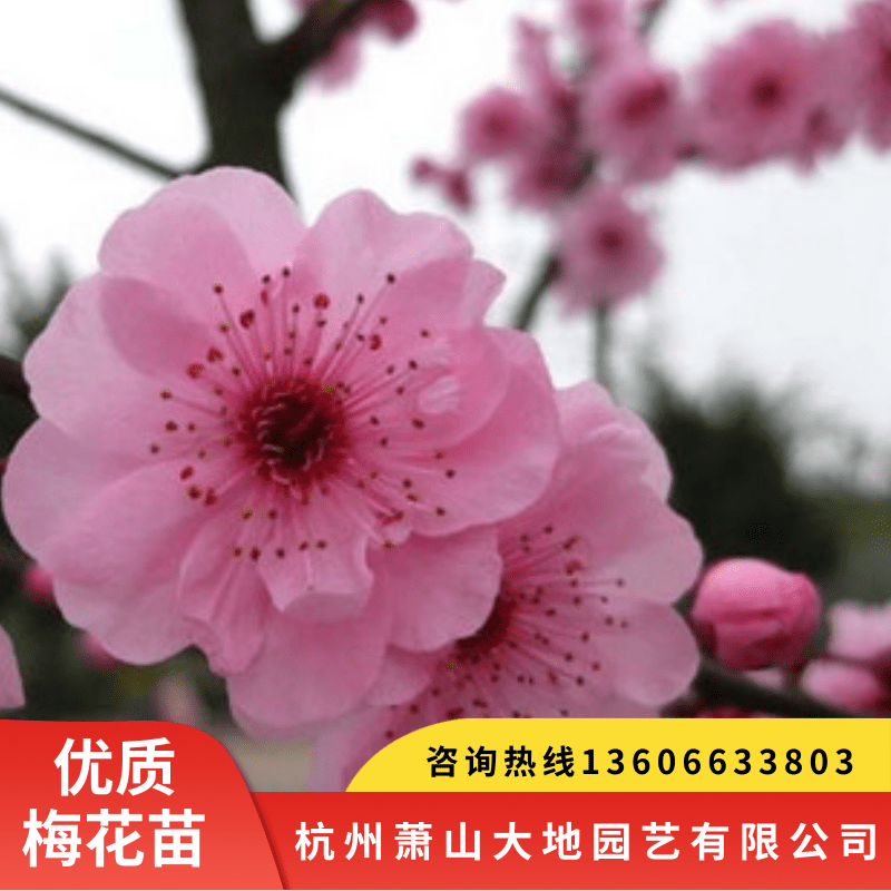 梅花树苗批发