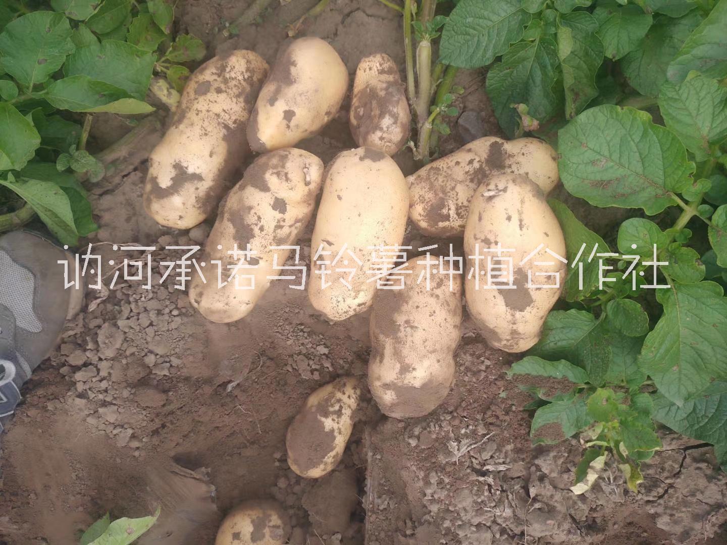 讷河马铃薯8月大量上市土豆代收批发