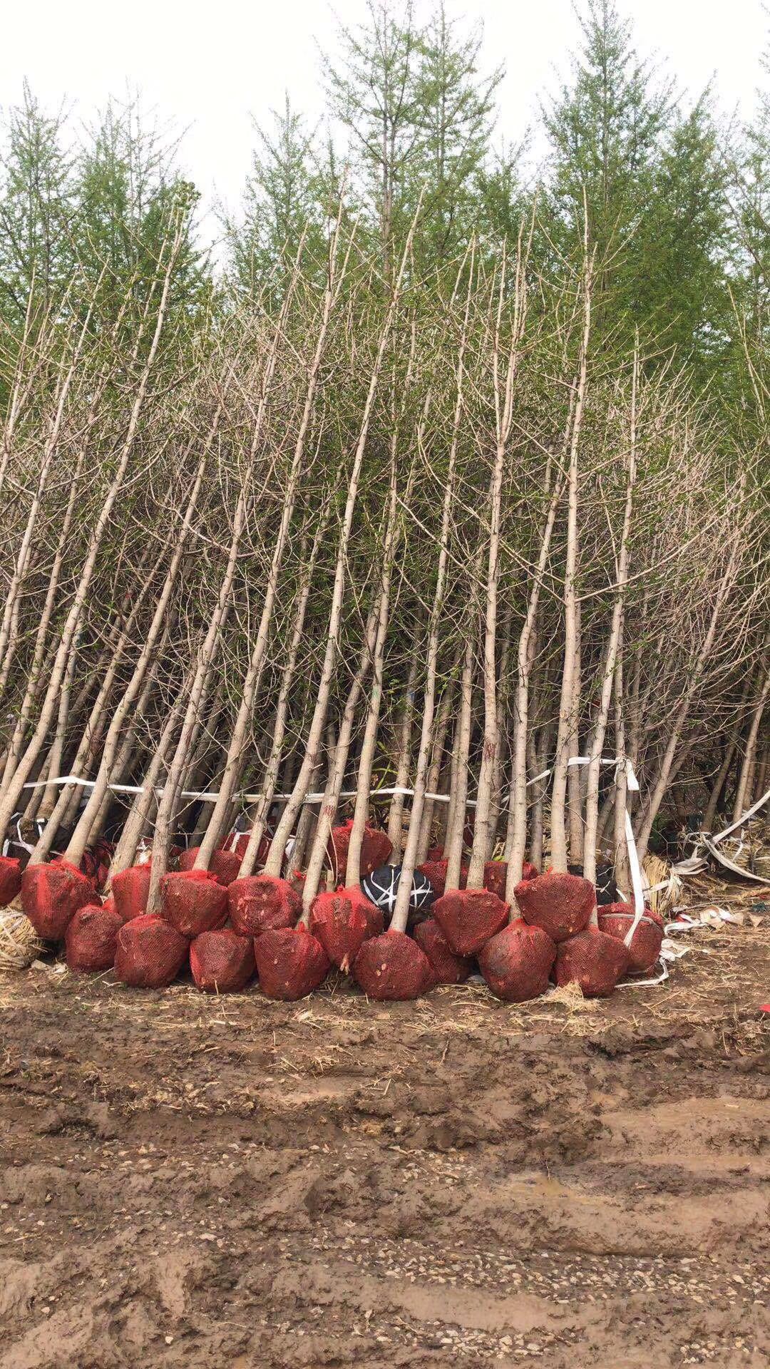 山西20公分银杏树价钱种植基地批发供应