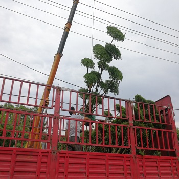 河南鄢陵植物造型树厂家鄢陵植物造型树供应商 植物造型树基地 鄢陵植物造型树 河南鄢陵植物造型树厂家