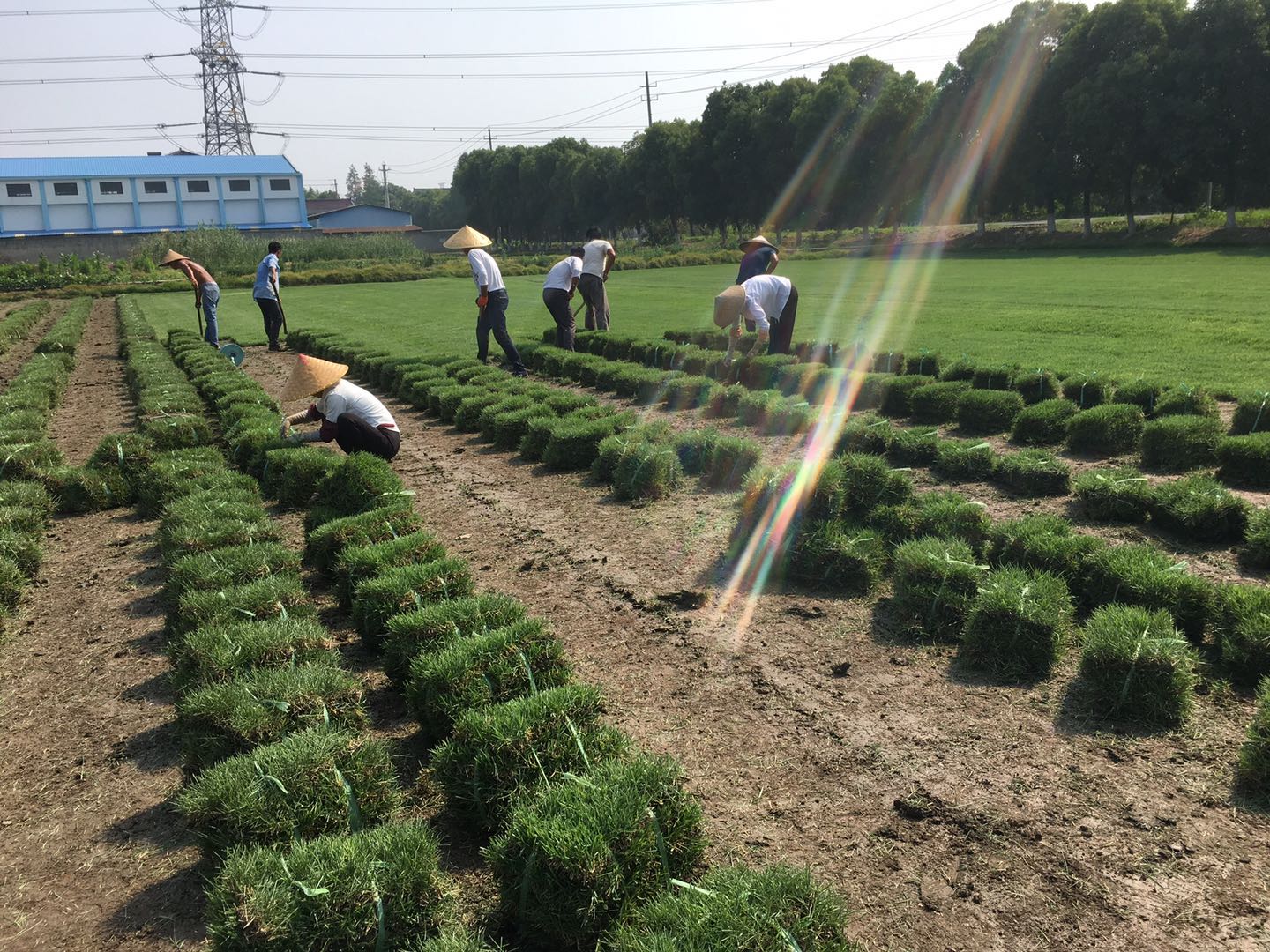 四季青草坪哪家好四季青草坪哪家好 四季青草坪厂家供应