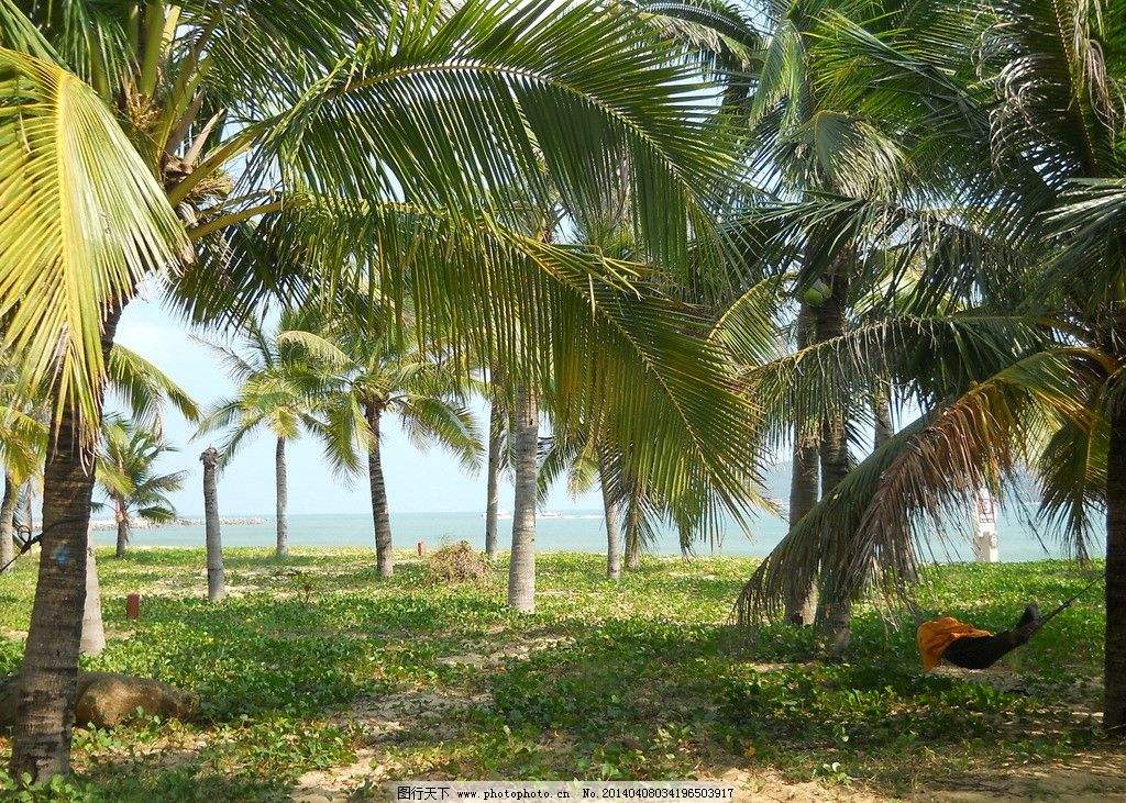 海南三沙海南椰子树种植基地海南三沙海南椰子树种植基地、批发、价格、供应商【海南市璟权园林工程有限公司】