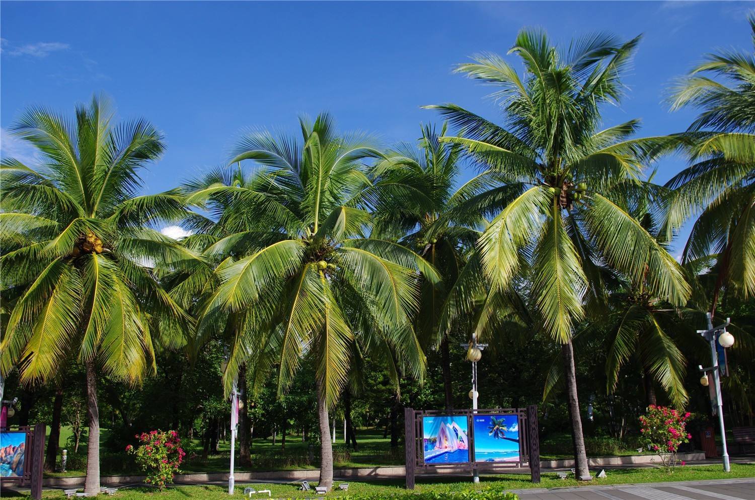 海南三沙海南椰子树种植基地、批发、价格、供应商【海南市璟权园林工程有限公司】