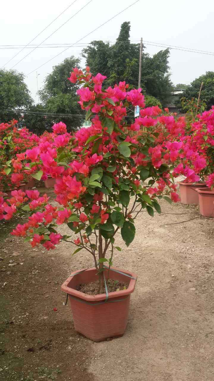 海南红花三角梅种植基地-海南红花三角梅批发-海南红花三角梅价格-海南红花三角梅供应商【海南市璟权园林工程有限公司】图片