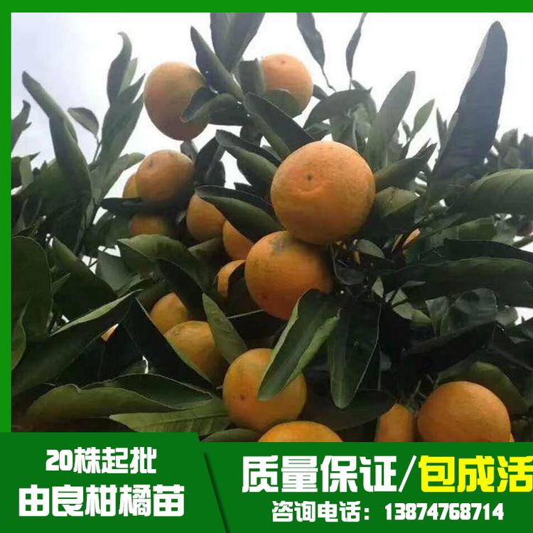 贵州由良柑橘苗基地直销、批发、价格、大量供应【祁阳县旺龙种植合作社】