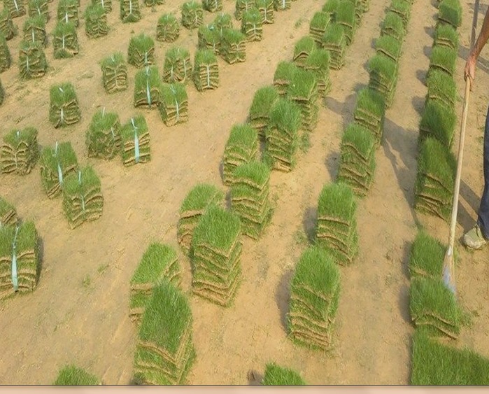 草坪江苏省草坪基地 别墅绿化种植草坪 马尼拉草基地直销报价