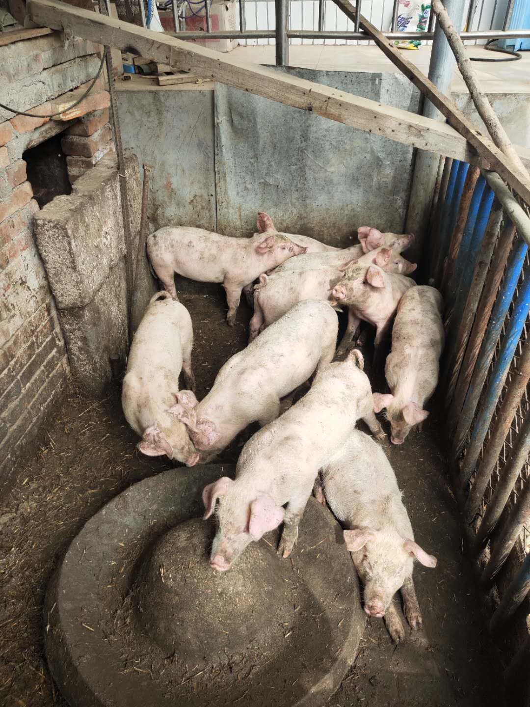 保定仔猪生产厂家，保定仔猪哪家好，保定仔猪价格（平山县仔猪交易市场）图片