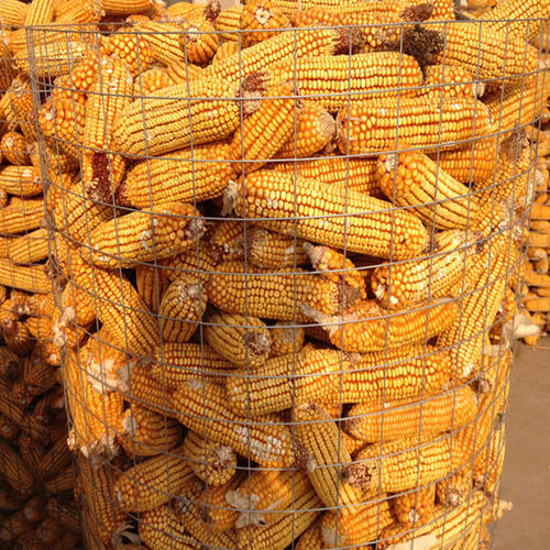 圈玉米网价格   包塑圈玉米网  现货直发