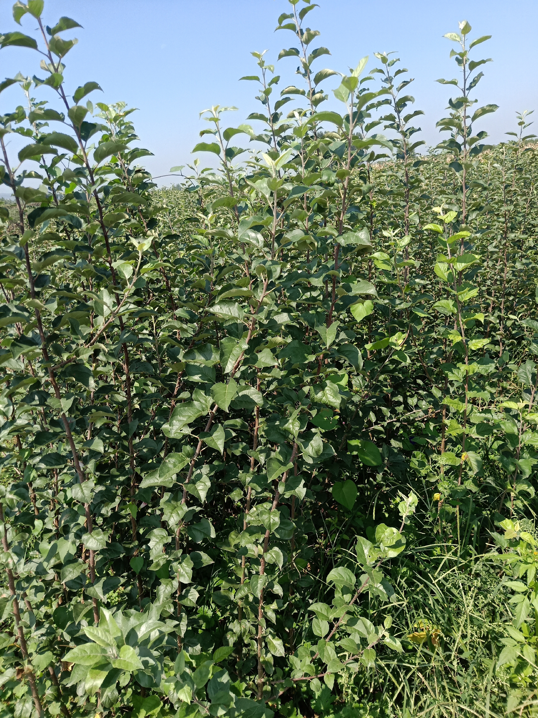 运城市嫁接苹果树苗厂家直销矮化苹果苗 嫁接苹果树苗 红富士苹果树苗 烟富苹果树苗