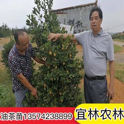 重庆油茶苗繁育基地-重庆油茶苗苗木种植基地-重庆油茶苗哪个品种好图片