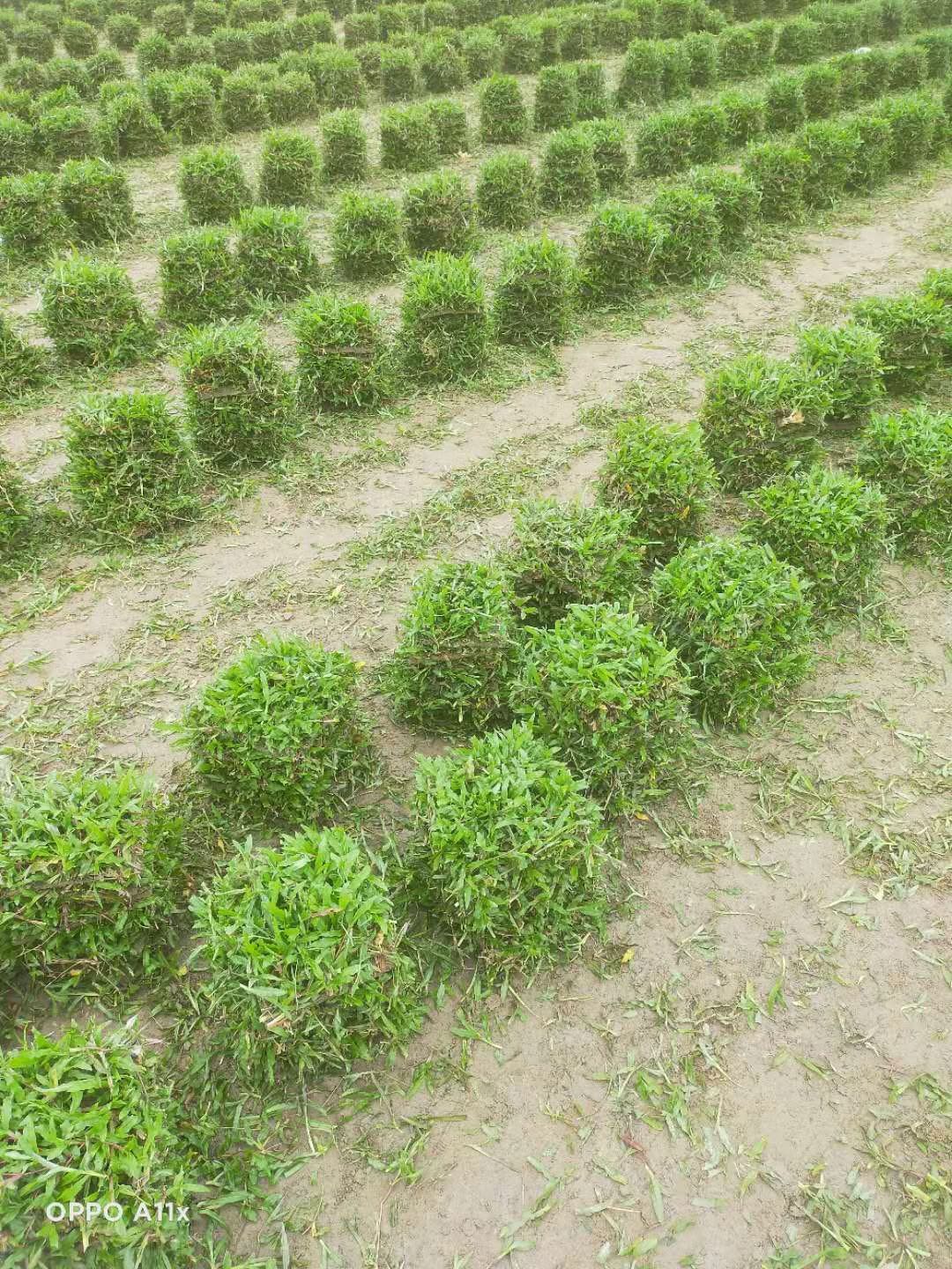 马尼拉草广州马尼拉草种植基地 台湾草价格