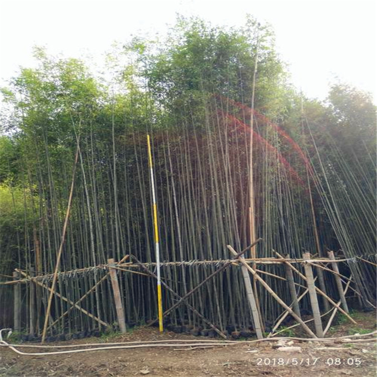 漳州市刚竹厂家刚竹批发 就选福建清森苗木场 规格齐全 现货供应