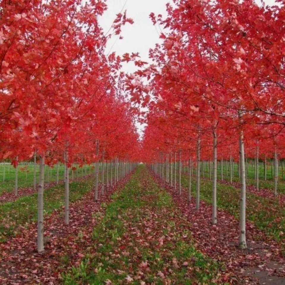无锡市红冠红枫种植基地批发价格
