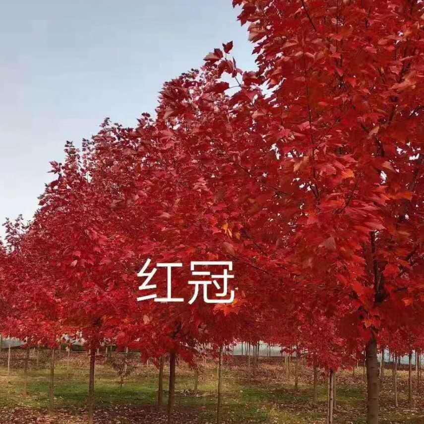 徐州市重庆红冠红枫厂家