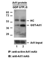 Arl1 Activation Assay Kit 82901 Arl1 assay kit