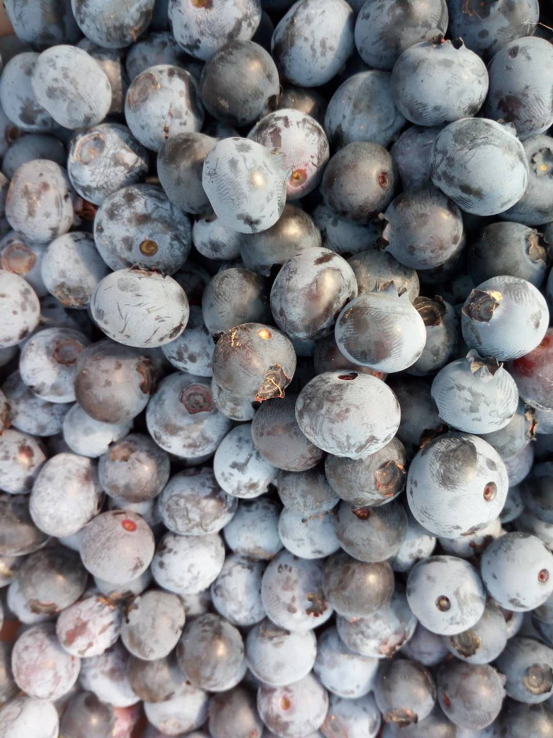 泰安市蓝莓苗厂家