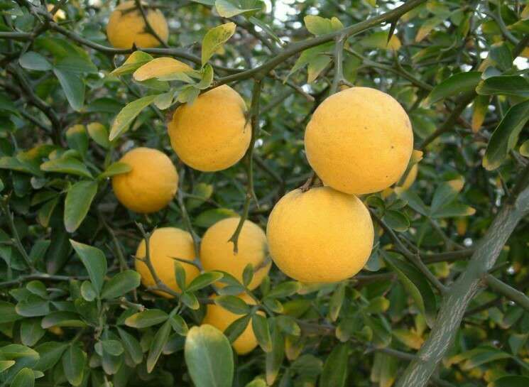 枳壳苗基地直销枸橘树 枳壳苗 0.4厘米以上的枸橘树 量大优惠